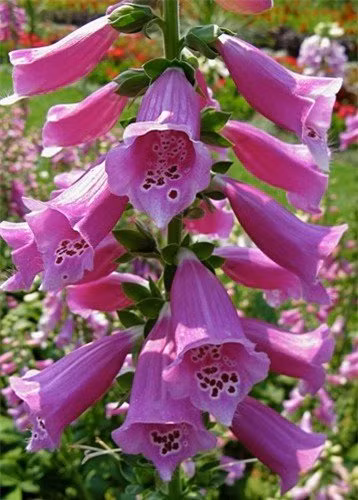 Ngay cả khi được sấy khô, độc tính của Foxglove cũng không hề giảm sút, đáng nói là động vật ăn cỏ cũng không thể tiêu trừ được chất độc của loài cây này.