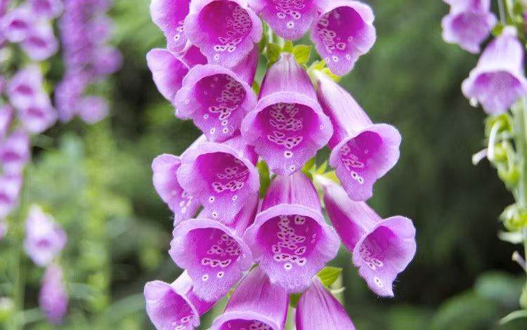 Trong cây Foxglove người ta tìm thấy có chứa glycosid tim trong đó đặc biệt nguy hiểm là loại glycosid tim có tên gọi là digoxin. Tên khoa học digitalis của loài cây này cũng được đặt theo tên của độc tố mạnh nhất nó sở hữu.