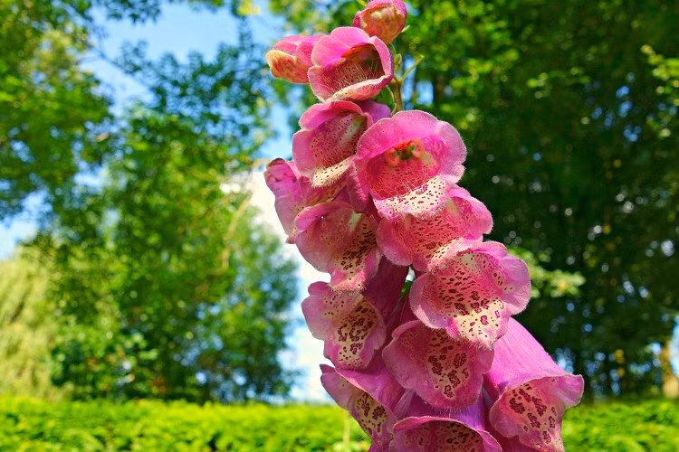  Hoa bao tay chồn (Foxglove) hay còn gọi là mao địa hoàng, tên khoa học là Digitalis purpurea, là một loài thực vật có hoa trong họ Mã đề. Hoa nở thành từng chùm, có màu tím hồng rất nổi bật.