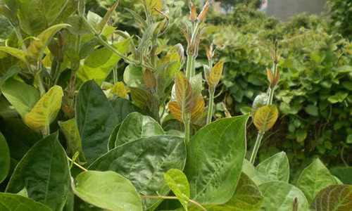 Viem dai trang nang den dau cung chua khoi chi bang la nay