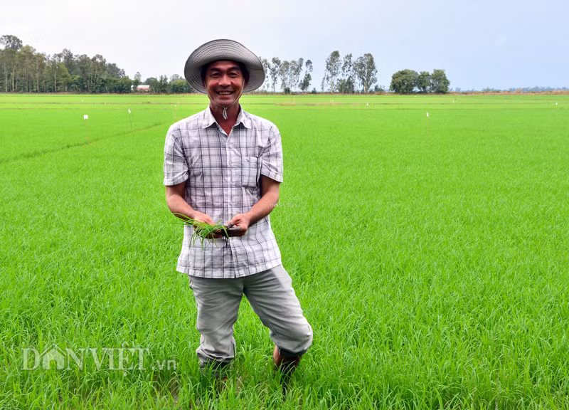 Noi tieng khap vung vi biet tai nhin troi doan benh tren cay lua