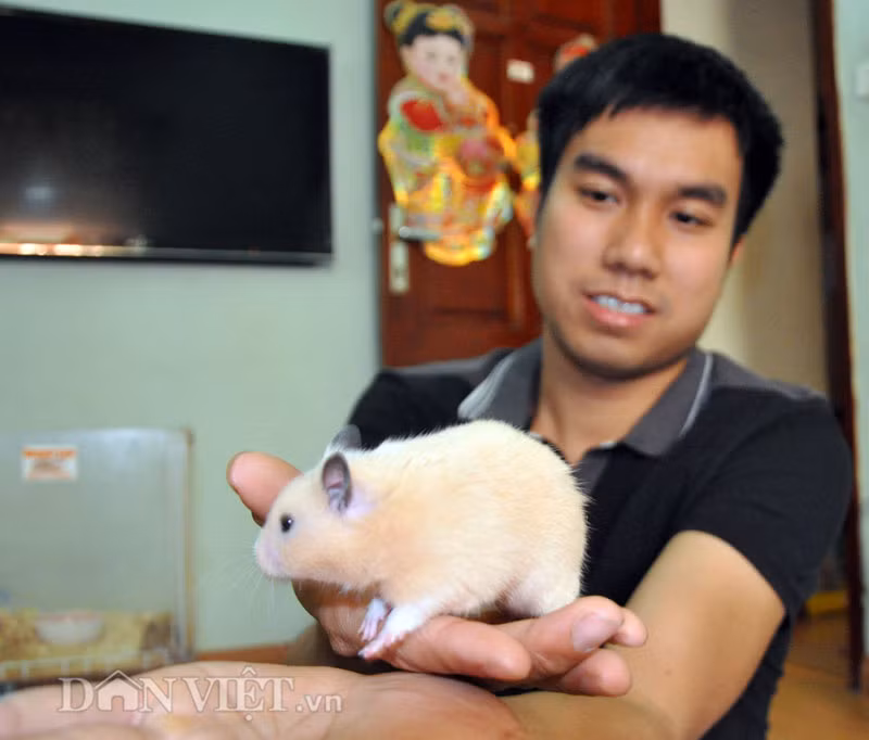Theo anh Bách, loài chuột này rất hiền lành, sạch và đáng yêu nên được lứa tuổi teen rất thích. “Phần lớn các bạn trẻ tuổi teen thường tìm đến shop chọn mua chuột vào những ngày nghỉ học cuối tuần, nên thời gian đó tôi bán được khá nhiều hàng” – anh Bách cho hay.