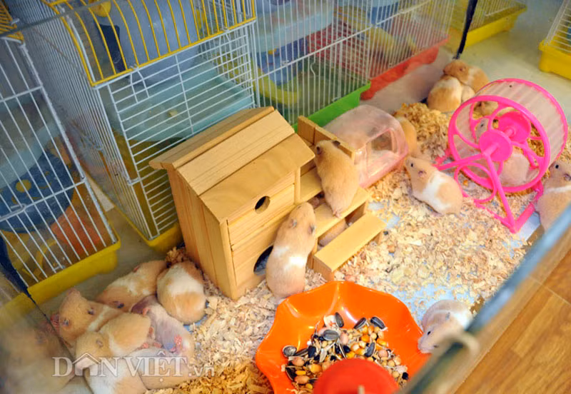 Theo anh Lộc, loài chuột hamster có mặt ở Việt Nam khoảng 5 năm nay, nhưng đến mấy tháng gần đây đột nhiên các bạn trẻ lứa tuổi teen lại quay trở lại đổ xô mua loài chuột này để chơi. “Là loài gặm nhấm dễ thương, sở hữu ngoại hình béo tròn và một khuôn mặt nhỏ xinh, với chiếc tai, chiếc mũi bé xíu, đôi mắt đen và sáng, mỗi bên đều có túi má giống như một cái kho chứa lương thực, khi đến nơi an toàn thì lại nhả ra. Phía lông phần bụng có màu trắng nõn, đuôi và tứ chi rất ngắn, có một ít lông bao xung quanh để lộ ra phần da hồng hào. Chính những đặc điểm này của chuột hamster để lại những ấn tượng rất đặc biệt đó là sự hài hước, sạch sẽ, hiếu kỳ, trong sáng và hoạt bát” – anh Lộc chia sẻ.