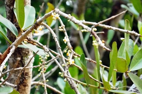 Người dân địa phương cho biết, bông này đem ủ chung với trà khi chế trà uống sẽ cho một vị thơm dễ chịu.