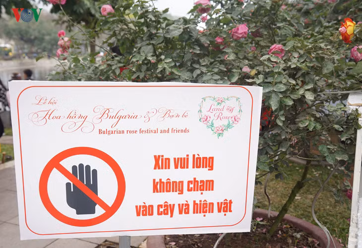 Khắp mọi nơi trong lễ hội đều có biển báo "không chạm vào cây và hiện vật".