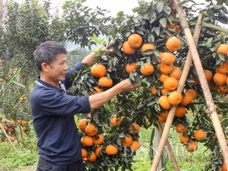 2. Cam sành Hà Giang Cam sành Hà Giang là một trong những đặc sản nổi tiếng của Hà Giang. Được thừa hưởng khí hậu thuận lợi, những cây cam ở đây sinh trưởng và phát triển rất tốt cho ra những trái ngon đặc trưng của vùng núi. Cam sành Hà Giang được xác định là cây mũi nhọn, góp phần nâng cao đời sống của nông dân, làm giàu cho nhiều hộ gia đình, làm thay đổi bộ mặt nông thôn của huyện Bắc Quang, tỉnh Hà Giang.