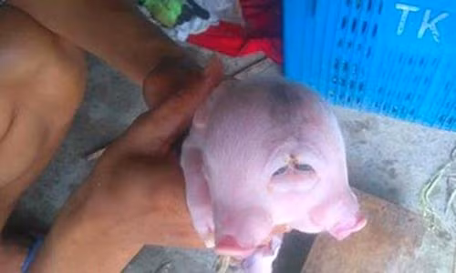 Xuat hien lon hai dau gay xon xao o Nghe An