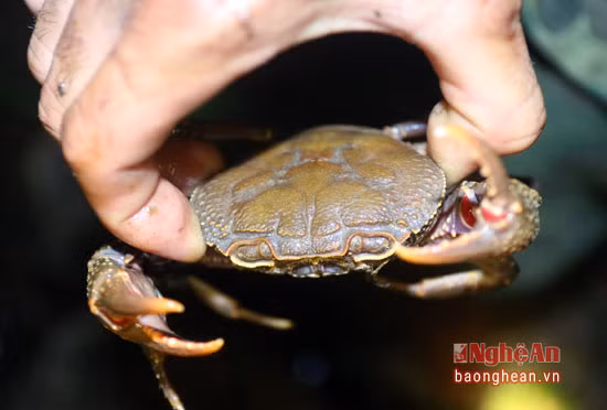 Một chú khé lớn bị tóm.