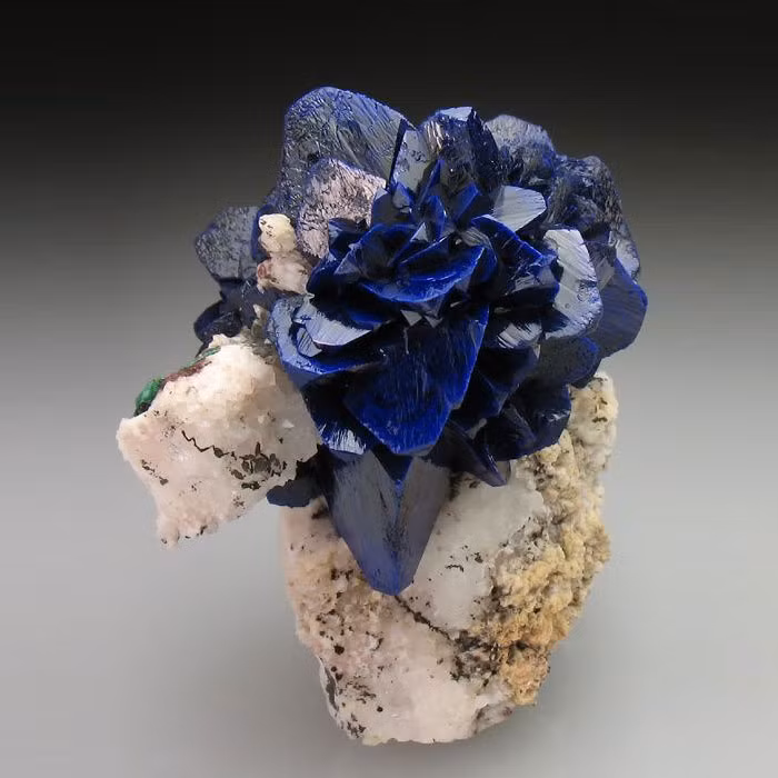 Đá Azurite tựa như bông hồng xanh rực rỡ.