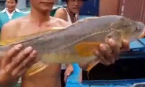 Ngu dan Dong Nai bat duoc ca la nghi ca su vang tien ty