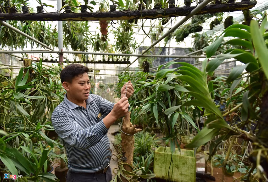 Anh Thịnh, chủ nhà vườn chuyên trồng lan lớn nhất Xuân Quan cho biết gia đình bắt đầu trồng lan từ hơn 10 năm nay. Ban đầu anh trồng trong nhà với quy mô nhỏ, sau này đầu tư hơn 500 triệu đồng làm nhà lưới rộng 1.000 m2. Thời gian gần đây mỗi năm anh bán hàng nghìn giò lan, giá thấp nhất 300.000 đồng, cao nhất khoảng 10 triệu đồng.