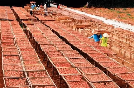 Tôm khô Cà Mau nổi tiếng là tôm khô Rạch Gốc huyện Ngọc Hiển, tỉnh Cà Mau. Hàng năm cứ vào tháng 11 âm lịch, bà con tại Rạch Gốc lại vào mùa làm tôm khô.