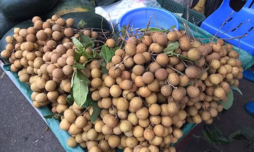 Loi giai cho loai nhan khong lo, vo bong ban khap cho HN