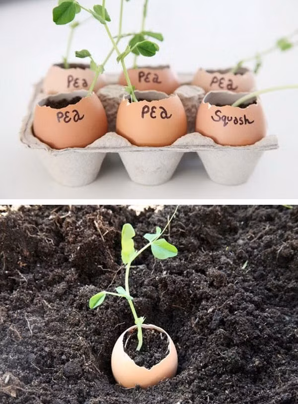 Sử dụng vỏ trứng để gieo hạt Những vỏ trứng còn thừa trong nhà bếp, hãy giữ cho chúng được vẹn nguyên, bỏ phần đầu đi và cho đất vào bên trong. Bạn có thể gieo hạt vào bên trong giúp hạt nhanh nảy mầm hơn sử dụng cốc nhựa thông thường.