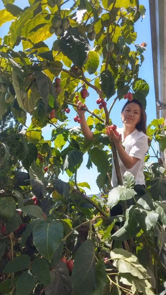 Tuy cùng họ với cà chua, nhưng loại cây này khác hẳn về hình thái cây và quả. Một cây cà chua thân gỗ trưởng thành có thể cao đến 5 m, và có tuổi thọ đến 12 năm. Cây thường có dạng đơn thân, khi cao đến 1,5 m mới bắt đầu đâm nhánh.