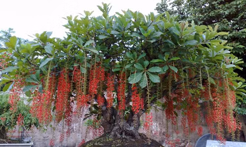Trong cay nay gia chu se tien vao nhu nuoc ruoc loc day nha
