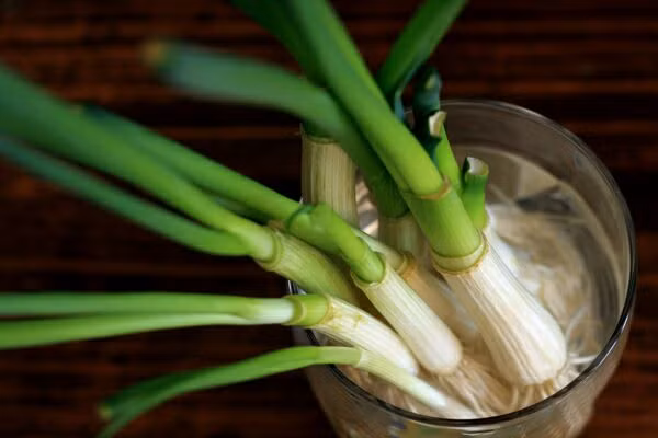 10 loai rau trong o cua so vua de an vua lam canh