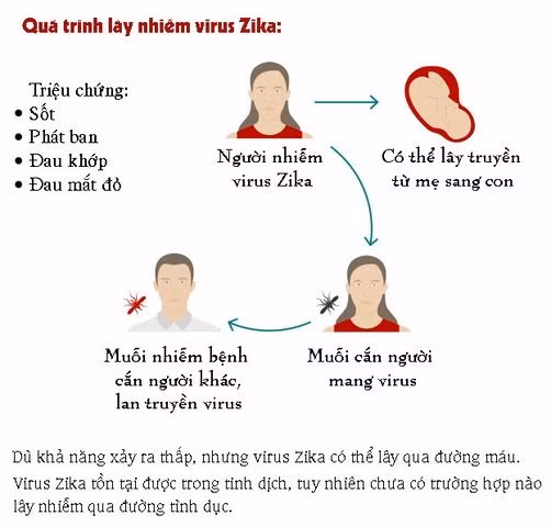 7 điều cần biết về virus “ăn não” Zika đang lan toàn cầu - Hình 2 7 dieu can biet ve virus “an nao” Zika dang lan toan cau-Hinh-2