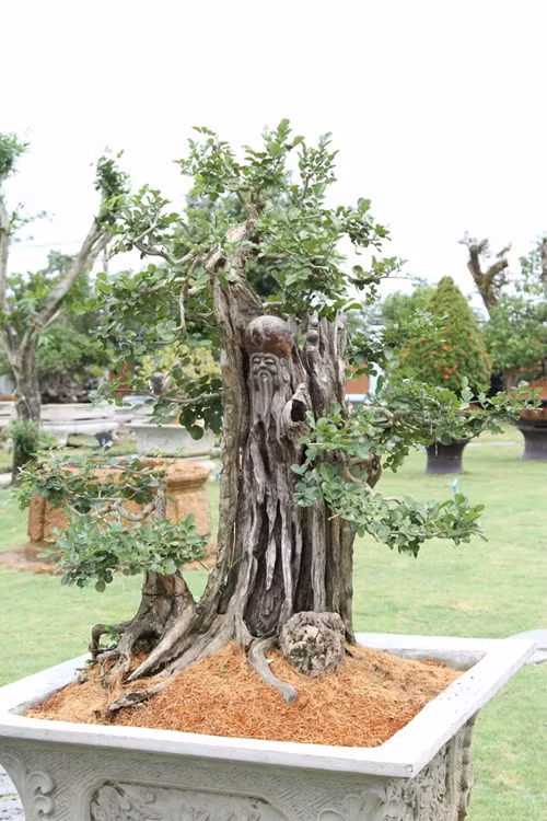Những loại cây gỗ quý hiếm được trồng trước sân. Trước chánh điện là một cây bồ đề cao lớn, bên cạnh đó là những loại cây lạ. Những loại cây này đều có giá lên đến vài chục triệu đến trăm triệu.