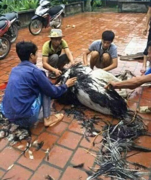 Làm thịt đà điểu thôi mà.