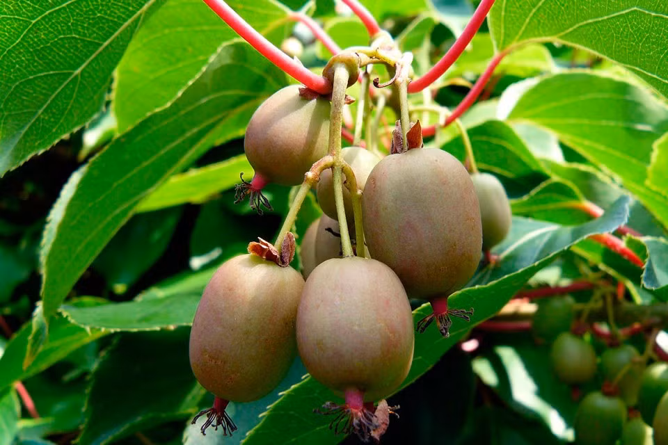 Hãy đảm bảo rằng đất luôn ở trong trạng thái ẩm, đặc biệt là khi mầm hạt kiwi còn nhỏ. Lưu ý ẩm ở đây không có nghĩa là nước sẽ tụ lại thành vũng. Trong khi chuyển hạt đã nảy mầm vào chậu nên chọn những chậu có khả năng thoát nước tốt.