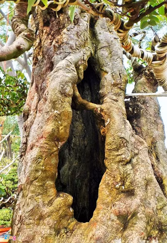 Trên thân khế có nhiều hang lớn, sâu. Tuy đã hơn 300 tuổi, nhưng hai cây khế vẫn có lớp vỏ đẹp, óng mượt cho thấy trong tình trạng sức khỏe tốt.