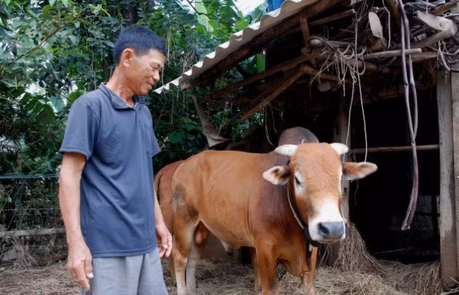 Gap lai “con bo vo vong” trong lu du o Quang Binh