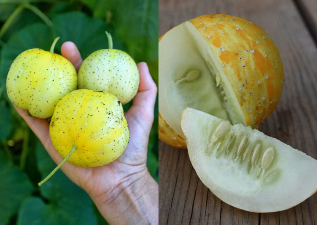 8. Dưa chuột tròn đều nhất Trong khi các loại dưa chuột khác có hình dáng thuôn dài, thì dưa chuột chanh lại "thích" một mình một kiểu với hình dáng tròn đến kỳ lạ. Dưa chuột chanh (Crystal Lemon Cucumber) có hình dáng giống như những quả chanh hoặc quả dưa lê. Dưa chuột chanh kích thích người thưởng thức chúng bởi vị ngọt nhẹ, mùi thơm dịu như các loại dưa truyền thống, thịt dưa nhiều.