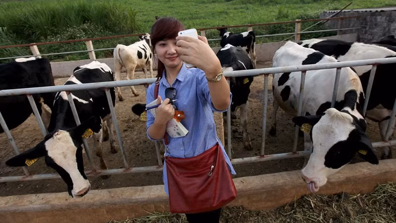 Du khách selfie với đàn bò sữa trong một trang trại tại huyện Mộc Châu - Sơn La.