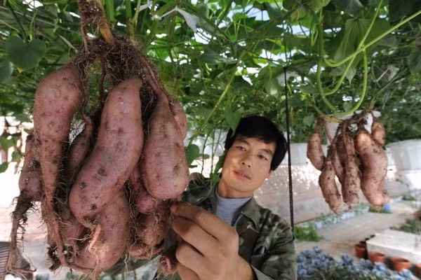 Chúng ta thường biết rằng khoai lang trồng dưới đất. Thế nhưng, trong thời gian gần đây các "nông dân thành thị" đang "sốt rần rần" lên vì những giàn khoai lang "cực khủng" treo "lủng lẳng" trong không khí được trồng theo phương pháp thủy canh, vốn đã được thử nghiệm thành công ở nhiều nơi. Kĩ thuật trồng khoai lang leo giàn này cho ra các chùm khoai rất sai và chắc quả, đồng thời giàn khoai lang xum xuê còn có thể giúp không gian nhà phố luôn xanh tươi và mát mẻ.