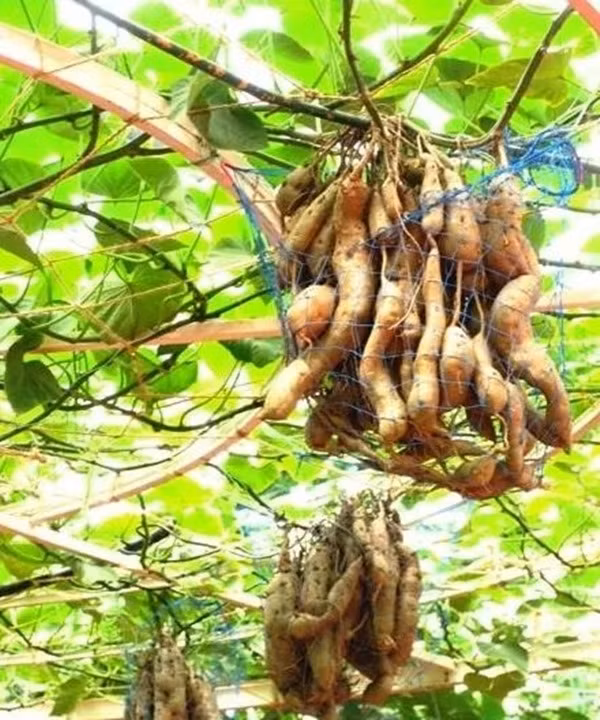 Mỗi chùm khoai có thể nặng vài kg hoặc vài chục kg..