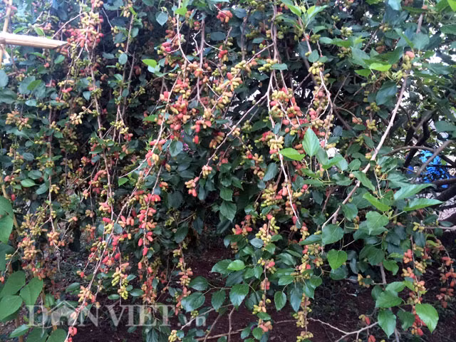 Can canh cay dau tam khung khien ai cung ngo ngang