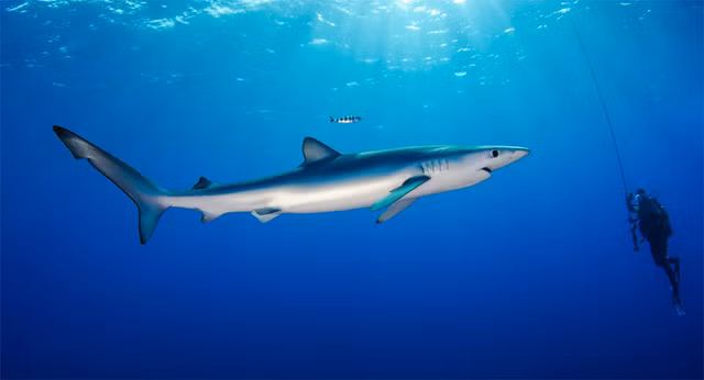7. Cá mập xanh (Blue shark) 69 km/h Cá mập xanh thường sống ở những vùng nước sâu trong các đại dương nhiệt đới và ôn đới. Con đực thường dài 1,8 m đến 2,8 m và nặng từ 27 kg đến 55 kg, con cái to hơn dài từ 2,2 m đến 3,3 m và nặng từ 93 kg đến 182 kg. Chúng là một trong những loài cá mập di chuyển nhanh nhất và còn được mệnh danh là sói biển. Cá mập xanh là loài ít hung dữ, ở điều kiện tự nhiên chúng có thể sống được 20 năm.