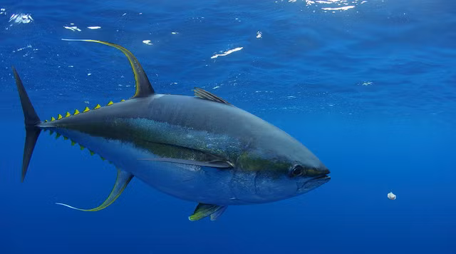 6. Cá ngừ vây vàng (Yellowfin Tuna) 74 km/h Cá ngừ vây vàng có thể bơi với tốc độ lên đến 74 km/h, thường xuất hiện ở hầu hết các vùng biển nhiệt đới và cận nhiệt đới. Nó có thể dài 2,4 m và nặng tới 200 kg, đôi khi còn có con nặng hơn 4oo kg. Cấu tạo thiết kế đặc biệt và đuôi vây dài khiến cho chúng lướt nhanh trong nước mà không gây khó khăn nhiều.