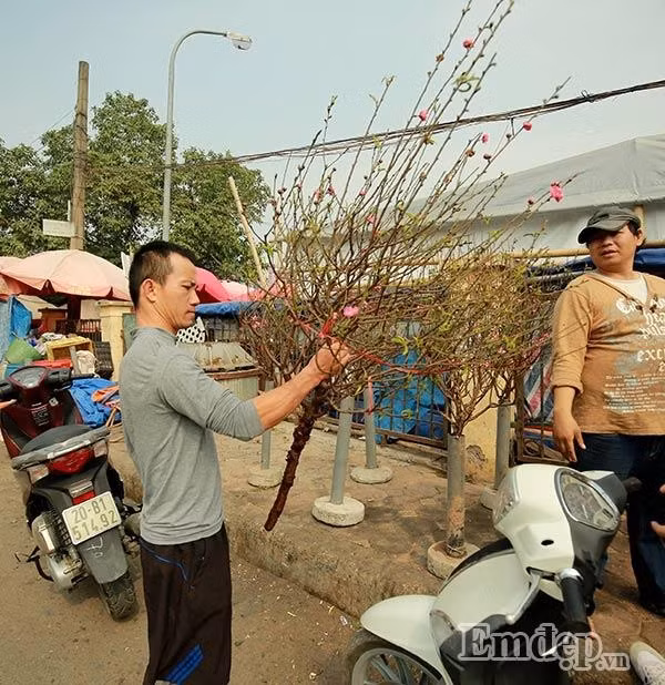 Mỗi cành đào có giá từ 50.000 đồng - 150.000 đồng tùy thuộc vào kích thước.