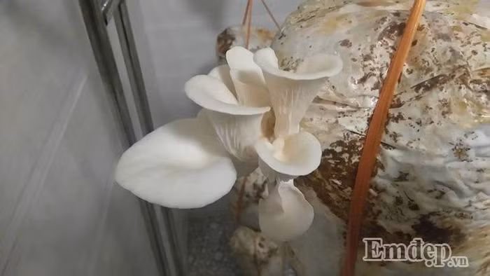 Để tăng thực phẩm sạch, đa dạng cho gia đình.