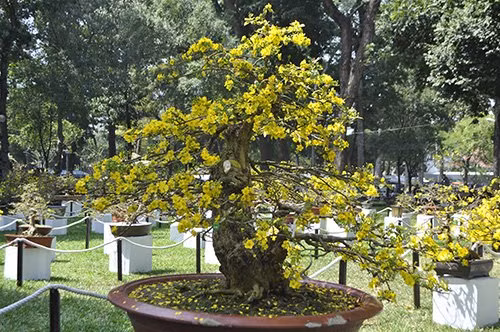 Cây mai hơn 200 năm tuổi có giá 2,5 tỉ đồng.