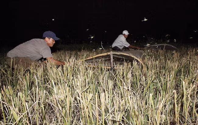 "Quay châu chấu" được coi là công đoạn vất vả nhất của nghề này, thợ săn châu chấu dùng những chiếc túi nilon cỡ lớn buộc kín 1 đầu, đầu còn lại căng trên 2 thanh tre lớn tạo thành một chiếc vợt khổng lồ và "quay" sát mặt đất. Do phải "quay" liên tục với tốc độ cao nên công đoạn này vô cùng mất sức.