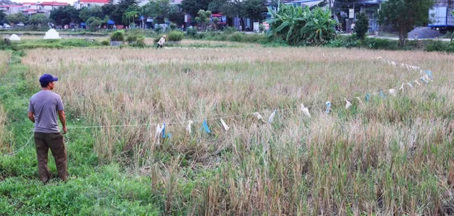 Dùng dây thừng dài có buộc theo túi nilon, hai người cùng căng dây đi dọc ruộng lúa để "lùa" châu chấu về chung một khoảnh ruộng.
