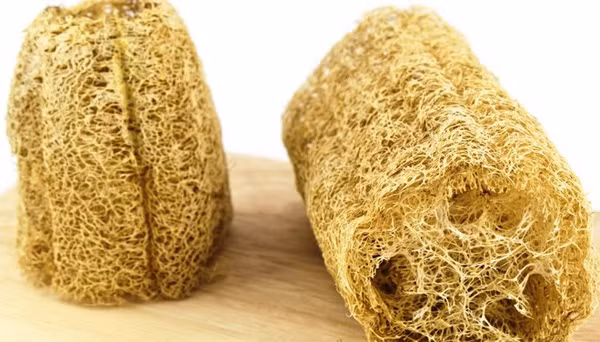 Toàn quả, vỏ, hạt đến xơ mướp già được dùng làm thuốc. Mướp có vị thơm mát, chứa nhiều protein, đạm, đường, vitamin, chất khoáng, canxi, sắt.