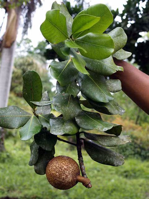 Lá cây có hình bầu dục lớn và là cây cho bóng mát. Cây nở hoa trắng thơm vào mùa xuân, hoa được thụ phấn và phát triển thành quả.