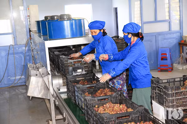 Ứng dụng công nghệ sơ chế nho trái.