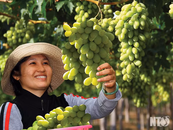 Niềm vui của nông dân được mùa nho NH 01-48.