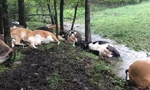 Ngỡ ngàng đàn bò nằm chết la liệt sau cơn bão Ngo ngang dan bo nam chet la liet sau con bao