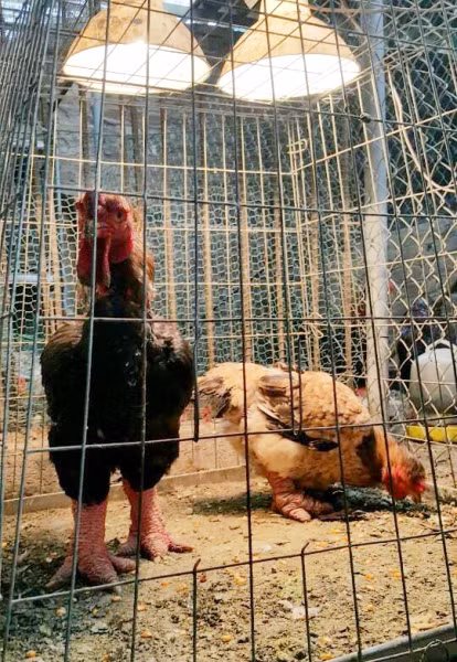 Những ngày rét, anh Hiểu phải nhốt gà trong chuồng và bật đèn điện để sưởi ấm cho gà ở mức nhiệt 25 độ C.