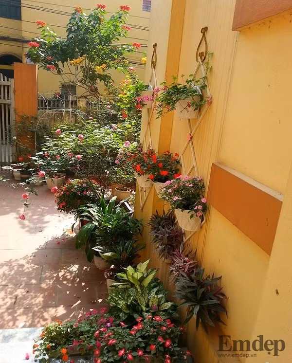 Hoa trồng trên tường và trên kệ sát tường.
