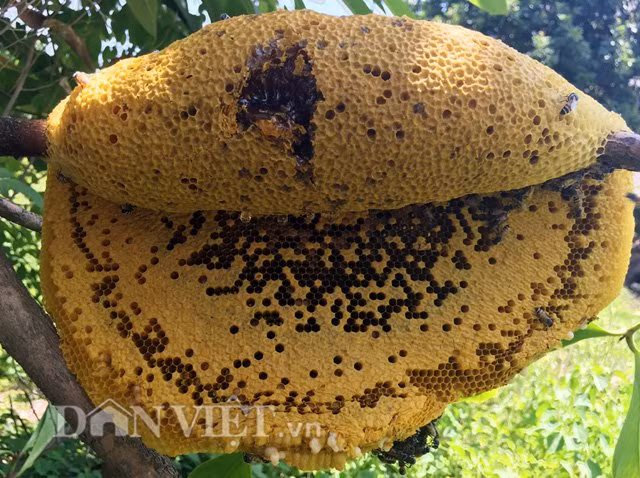Một tổ ong rú nguyên vẹn.