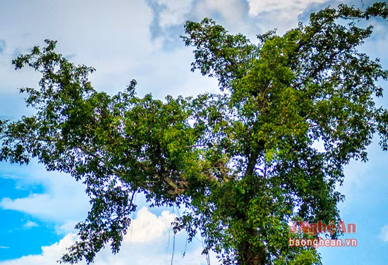 Người cao tuổi trong làng cho hay, ngày xưa cây sanh vươn tỏa sum suê trên một gò đất cao mà người làng thường gọi là cồn Cửa Truông, cạnh đó có cây bàng lớn và một ngôi miếu nhỏ thờ thần, dân làng thường đến cúng tế mỗi dịp vào mùa.