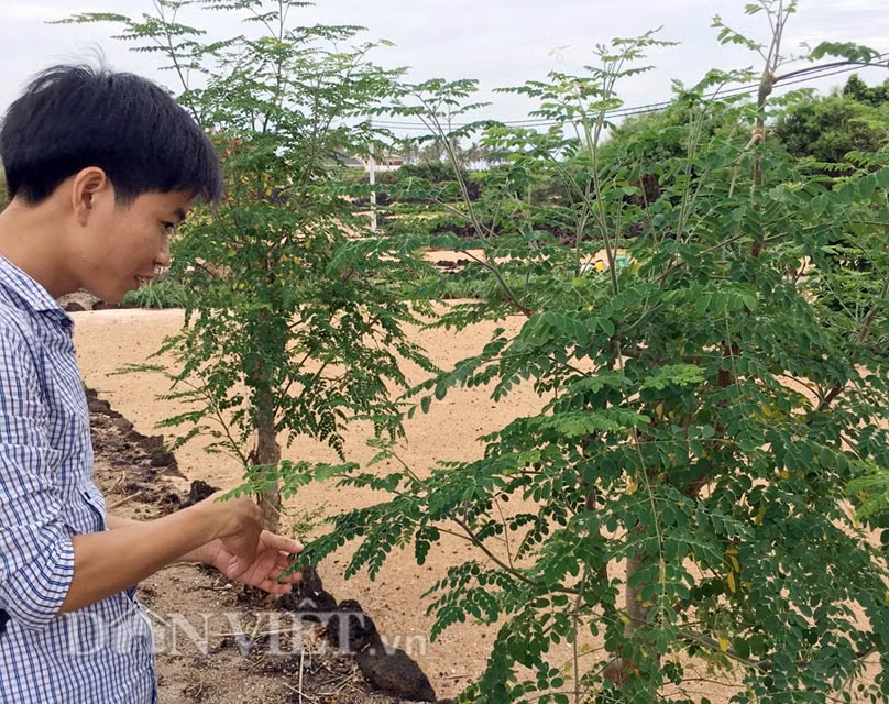 Cây chùm ngây trồng tại Lý Sơn khoảng 1 năm tuổi có chiều cao 3-5m, với đường kính của thân từ 8-10 cm. Không ít cây lâu năm cao cả chục mét. Hoa chùm ngây màu trắng sữa, có cuống, hình dạng giống như hoa đậu. Quả dạng nang treo, dài 25–40 cm, ngang 2 cm, có 3 cạnh. Hạt bên trong màu đen, tròn có 3 cạnh, to cỡ như hạt đậu Hà Lan.