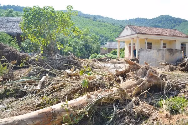 Cây cối bị lũ cuốn về nằm la liệt trong nhà, sân, vườn các hộ gia đình.